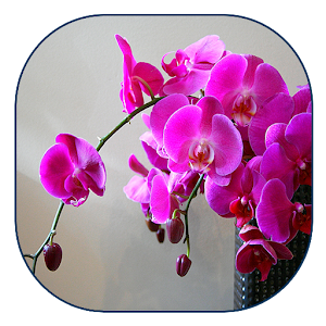 Descargar app Fondo De Pantalla De Orquídeas disponible para descarga