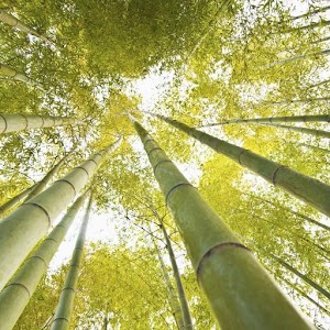 Descargar app Bambú Live Wallpapers disponible para descarga