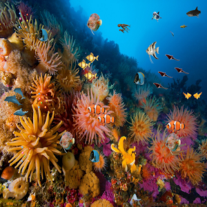Descargar app Coral Reef Hd Live Wallpaper disponible para descarga
