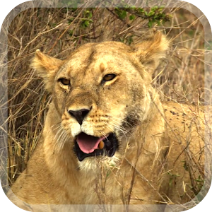 Descargar app Los Animales De África Lwp