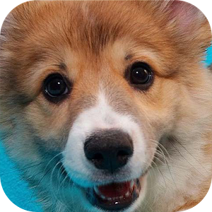 Descargar app Cachorro Sonido Ladrido Perro disponible para descarga