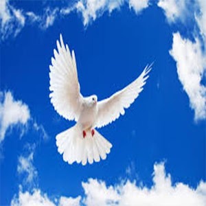 Descargar app Dove O Pigeon Wallpapers