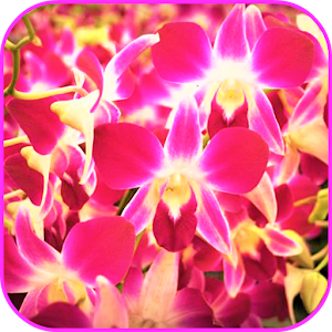Descargar app Fondo De Pantalla De La Orquídea disponible para descarga