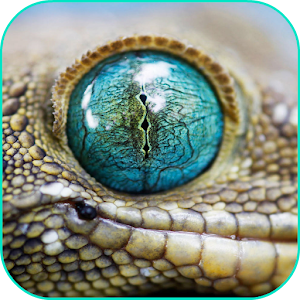 Descargar app Reptiles Fondo De Pantalla En