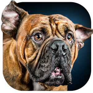 Descargar app Dogs Shaking Iii Live disponible para descarga