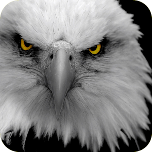 Descargar app Fondo De Pantalla Eagle disponible para descarga