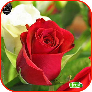Descargar app Rosa Y Papel Tapiz De Flores disponible para descarga