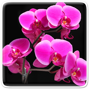 Descargar app Orquídea Fondos Animados