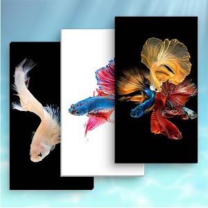 Descargar app Betta Fish Live Wallpaper disponible para descarga