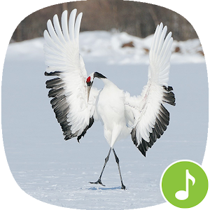 Descargar app Sonidos De Aves Crane - Appp.io disponible para descarga
