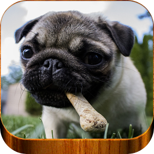 Descargar app Hermosos Fondos De Pantalla Perros Pugs Gratis disponible para descarga