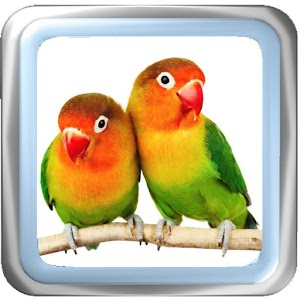 Descargar app Lovebird Maestro Canto