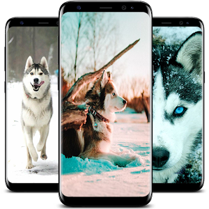 Descargar app Nuevo Fondo De Pantalla De Siberian Husky disponible para descarga