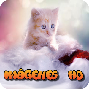 Descargar app Imagenes De Gatos Para Fondos De Pantalla
