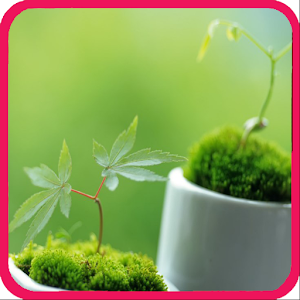 Descargar app Plantas Ornamentales disponible para descarga