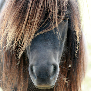 Descargar app Shetland Pony Lwp