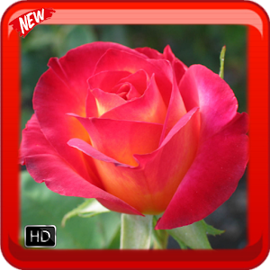 Descargar app Rose Wallpaper disponible para descarga