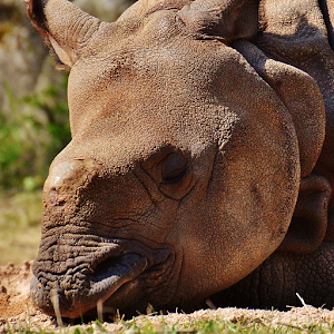 Descargar app Rinoceronte disponible para descarga