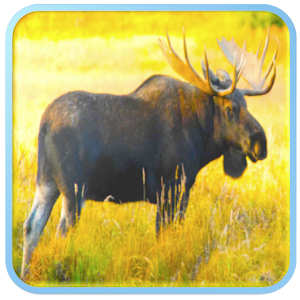 Descargar app Moose Llamada Sound