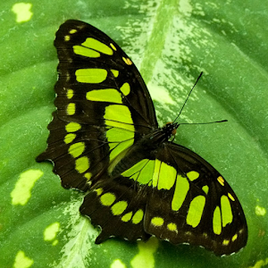 Descargar app Lwp Verde Mariposa