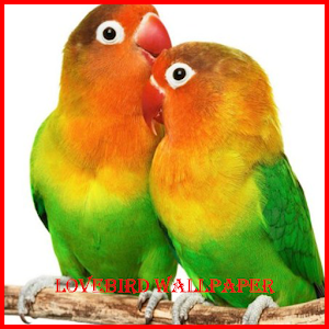 Descargar app Papel Pintado Del Pájaro Del Lovebird disponible para descarga