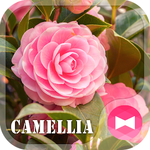 Descargar app Camellia Japonica disponible para descarga