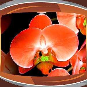 Descargar app Orquídeas Fondos De Pantalla
