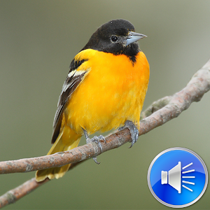Descargar app De Sonidos De Aves De Orioles disponible para descarga