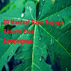 Descargar app Beneficios De La Papaya Leaf