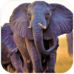 Descargar app Fondos De Escritorio De Elefantes