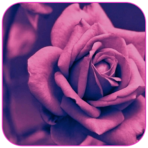 Descargar app Rosa Purpura