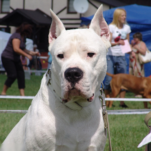 Descargar app Dogo Argentino Best Dogs Rompecabezas