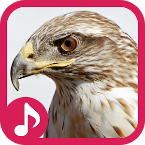 Descargar app Hawk Sonidos disponible para descarga