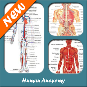 Descargar app Anatomía Humana
