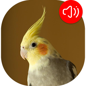 Descargar app Cockatiel Sonidos disponible para descarga