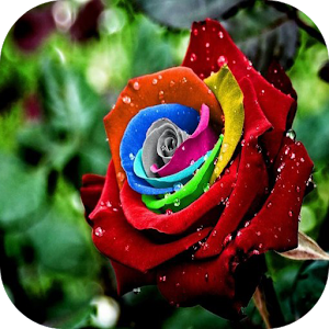 Descargar app La Fotos Mejores Rosas