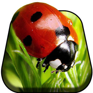 Descargar app Insecto Mundial Live Wallpaper