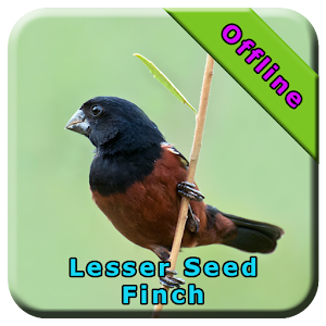 Descargar app Lasser Seed Finch