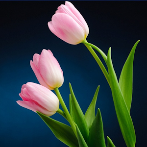 Descargar app Colorful Tulip Fondos
