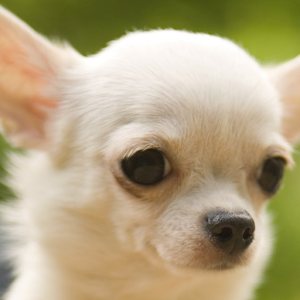 Descargar app Fondo De Chihuahua disponible para descarga