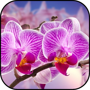 Descargar app Fondos De Pantalla De Orquídeas disponible para descarga