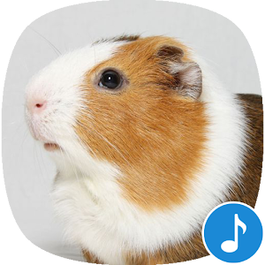 Descargar app Appp.io - Suena Guinea Pig