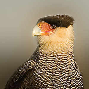 Descargar app Birds Of Patagonia disponible para descarga
