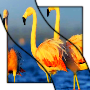 Descargar app Flamingo Hd Video Wallpaper