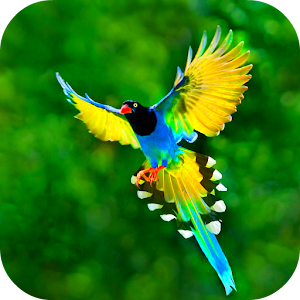 Descargar app Birds Wallpaper With Effect disponible para descarga