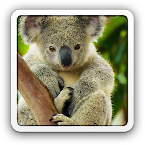 Descargar app Lindo Koala Fondo De Pantalla