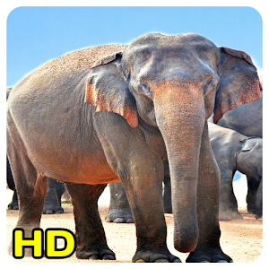 Descargar app Imagenes De Elefantes disponible para descarga