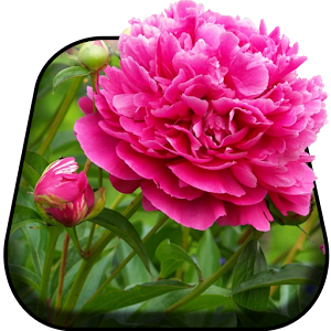 Descargar app Flores Hermosas Live Wallpaper