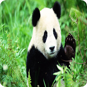 Descargar app Fun Panda disponible para descarga