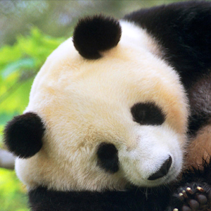 Descargar app Panda Mascotas Lwp
